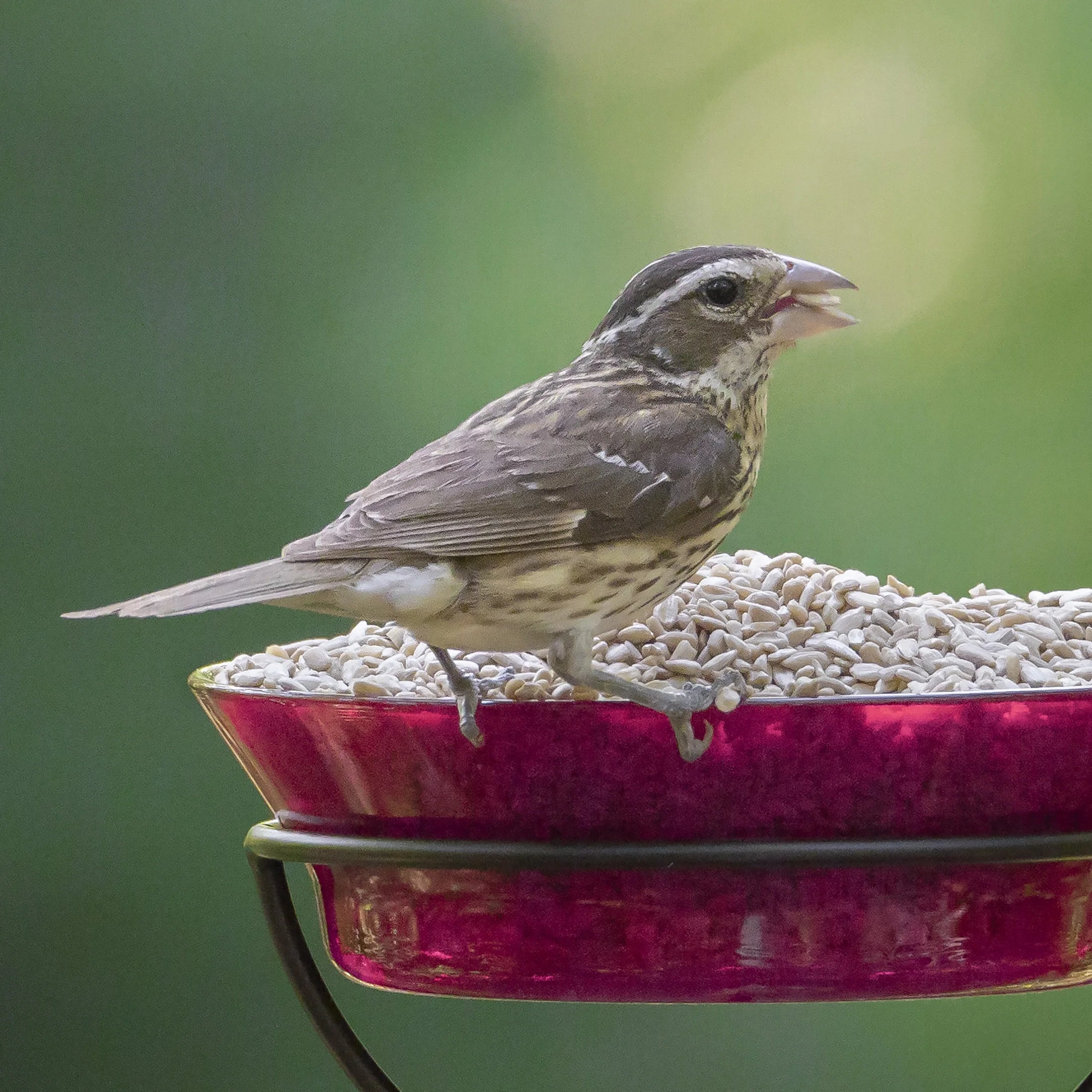 Sunflower Hearts Dry Wild Bird Food, 15 Lb. Bag