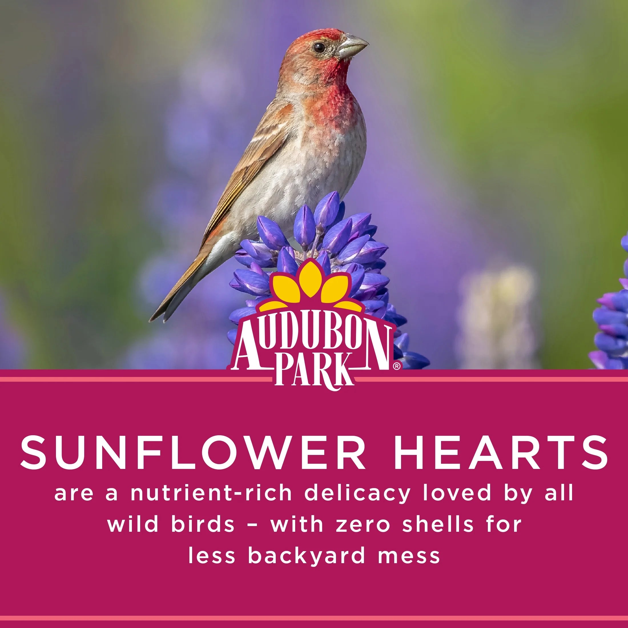 Sunflower Hearts Dry Wild Bird Food, 15 Lb. Bag