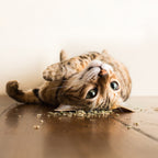 Catnip Garden, Catnip Cup, Cat Toy, 2.5 Oz