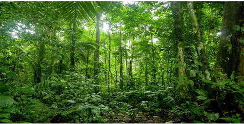48X18 Inches Terrarium Background Tropical Aquarium Background Green Huge Tree Rainforest Reptile Habitat Background Durable Polyester Background