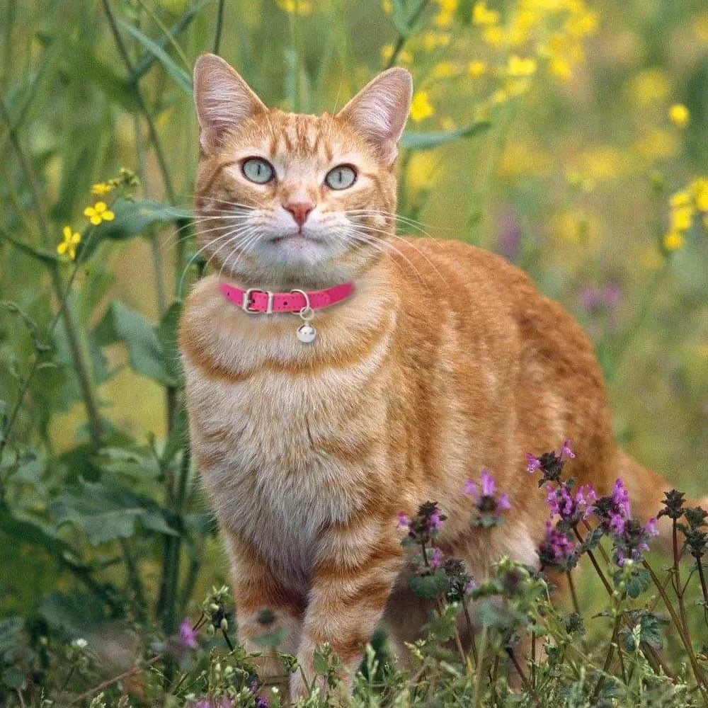 Cute Leather Cat Collar with Bell Safety Puppy Necklace Collars for Cat Small Dog Kitten Chihuahua Accessories Pet Products